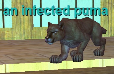 An Infected Puma